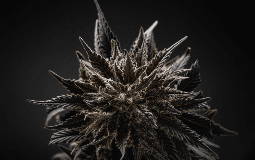 Cannabis Plant