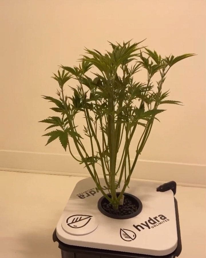 deep water culture hydroponics starter plant