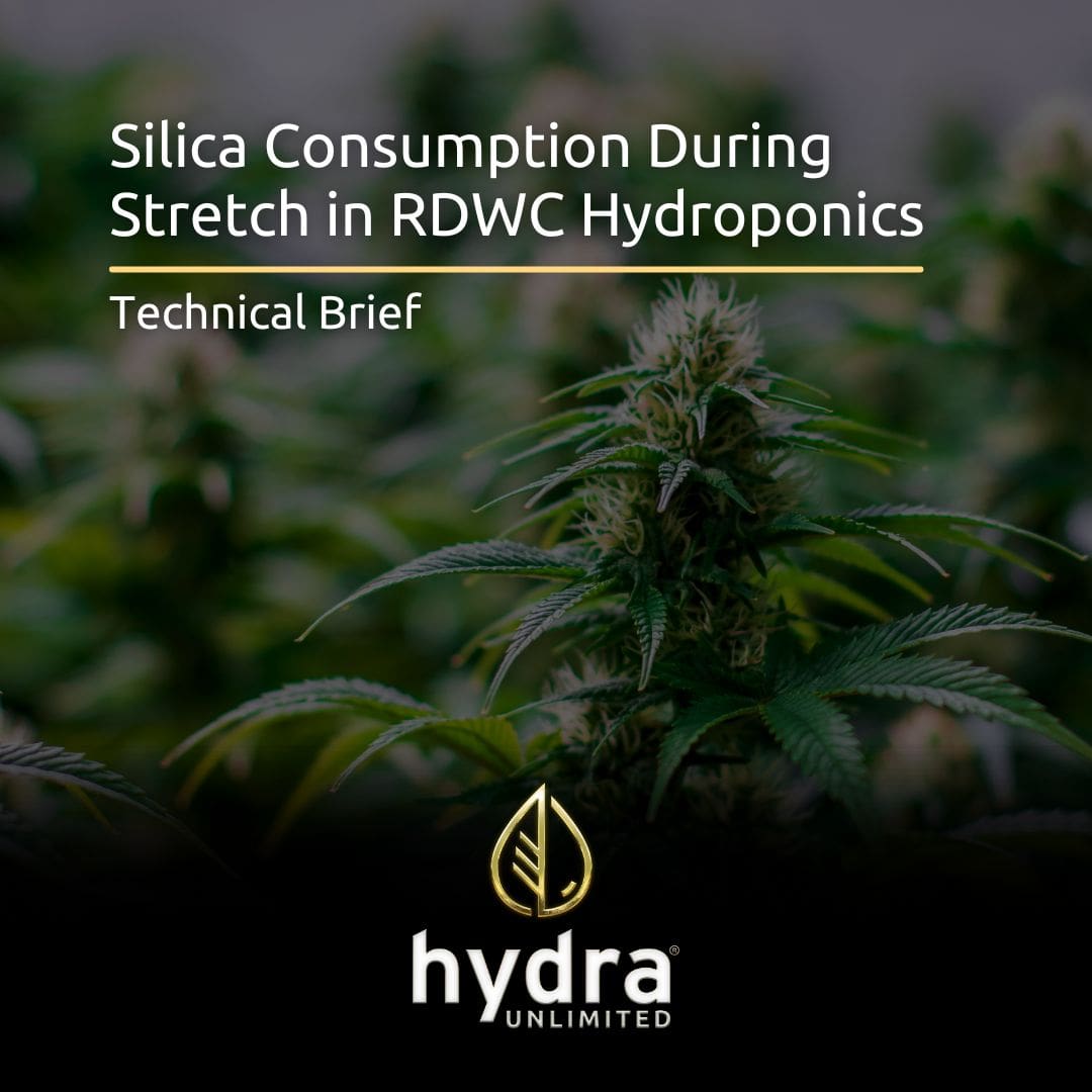 Silica consumption during stretch in RDWC hydroponics
