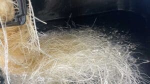 root-growth-1